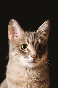 Close-up portrait of cat against black background