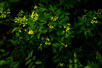 Flowers blooming outdoors