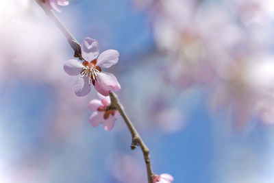 Beautiful pink peach blossoms in full bloom in spring