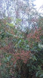 Red flowering tree in forest