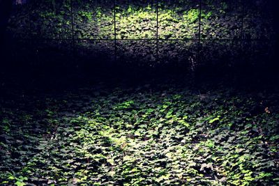 High angle view of plants growing on land