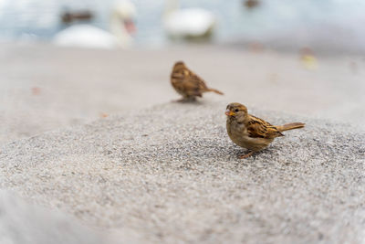 Close-up of a bird on land