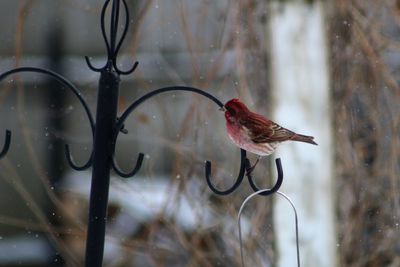 Close-up of bird perching on glass