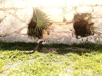 View of lizard on wall