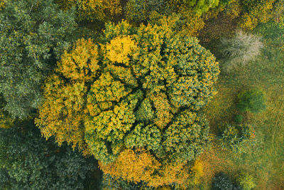 High angle view of yellow flowering plants on land