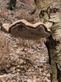 Close-up of lizard on tree trunk