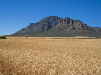 Scenic view of field against clear blue sky