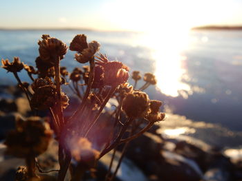 Close-up of flower against sky at sunset