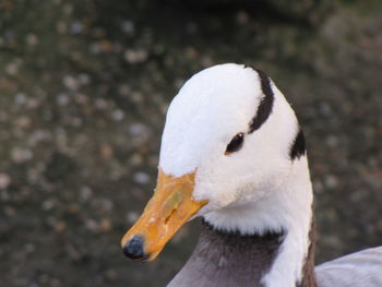 Close-up of swan