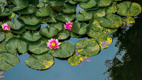 High angle view of lotus water lily in lake