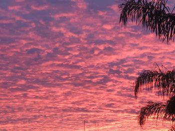 Silhouette of palm trees against dramatic sky