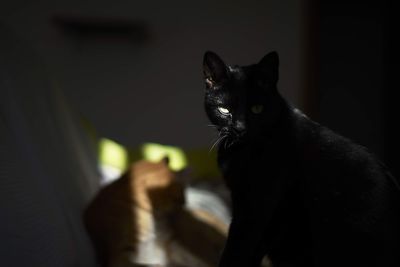 Close-up of cat sitting at home