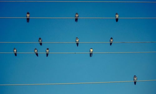 Low angle view of swallows perching on cables against clear blue sky