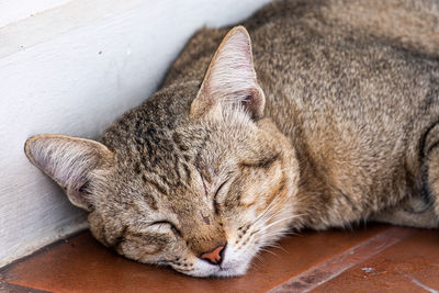 Close-up of cat sleeping