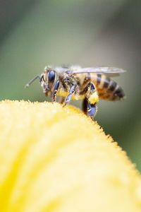 Close-up of insect on flower