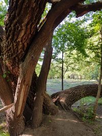 Trees growing in park