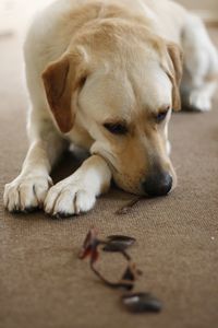 Close-up of dog lying on floor