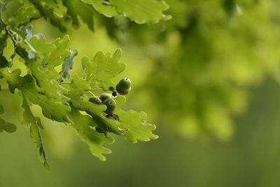 Close-up of fresh green acorn tree