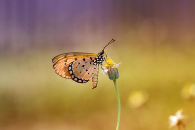 Close-up of butterfly pollinating on flower