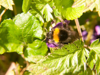 Close-up of bee pollinating on flower