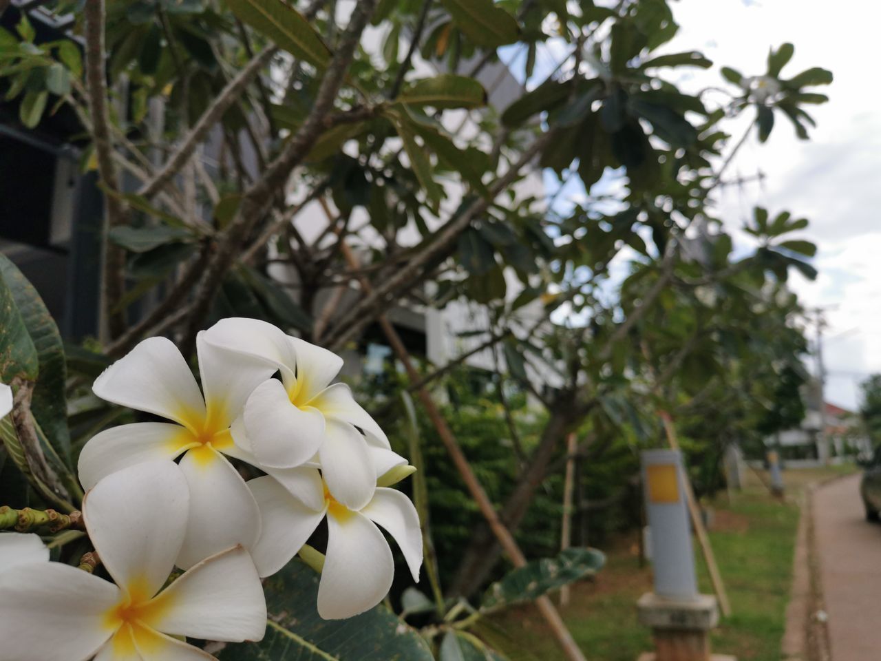 CLOSE-UP OF WHITE FLOWERING PLANT AGAINST TREE