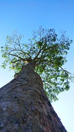 Low angle view of tree against clear sky