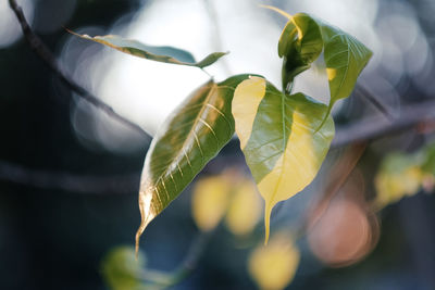 Close-up of leaves