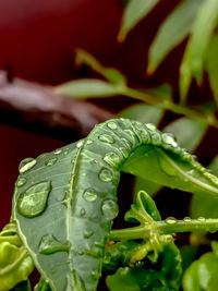 Close-up of wet leaves on plant during rainy season