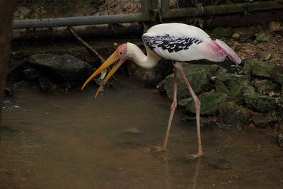 Bird in water