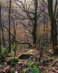 Trees in forest