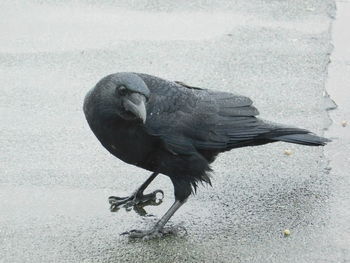 High angle view of bird perching in city