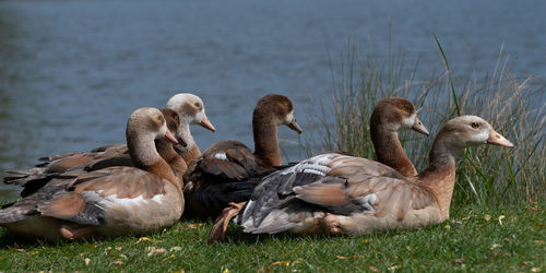 Flock of birds on field