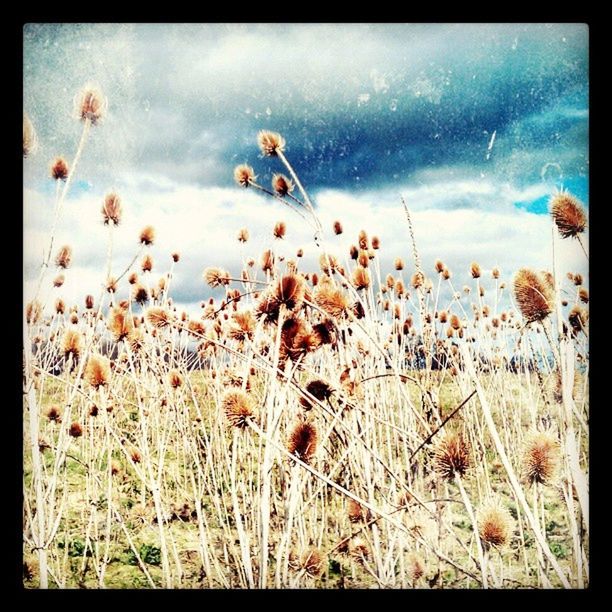 transfer print, auto post production filter, flower, plant, growth, nature, beauty in nature, fragility, sky, field, stem, freshness, cloud - sky, grass, tranquility, close-up, no people, day, outdoors, dry