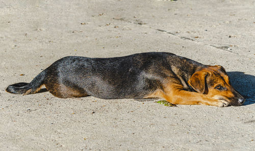 View of dog resting on sand