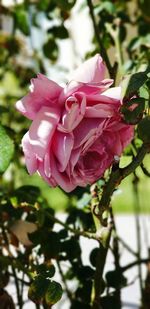 Close-up of pink rose blooming outdoors