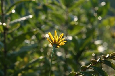 Close-up of yellow flowering plant