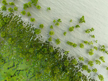 Close-up of plant
