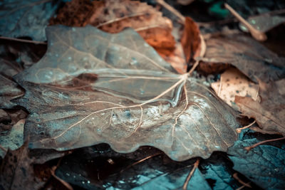 Close-up of dried autumn leaves on land