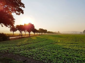 Scenic view of field against clear sky