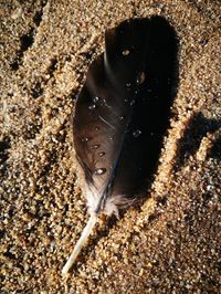 High angle view of fish in shallow water