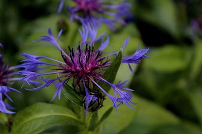 Close-up of purple flowering plant