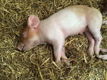 Sheep grazing on field