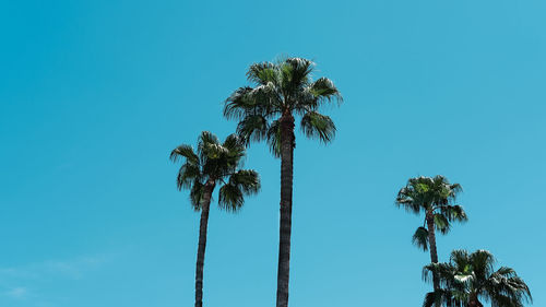 Low angle view of coconut palm tree against clear blue sky