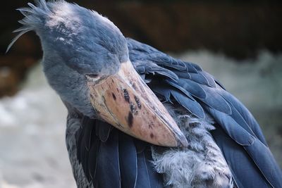 Close-up of pigeon