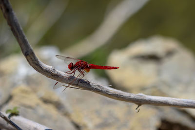 Close-up of red dragonfly sitting on a blade of grass near a pond at greek island rhodos