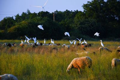 Flock of birds on field