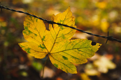 Close-up of maple leaf during autumn