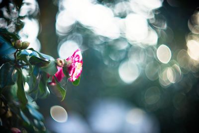 Close-up of pink flower blooming outdoors