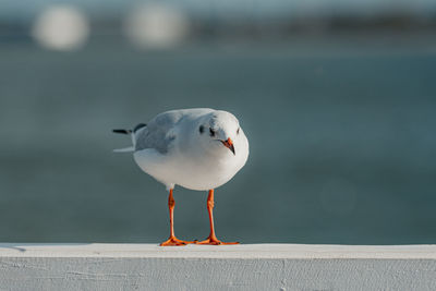 Close-up of seagull