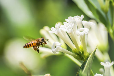 Close-up of bee buzzing by flowers